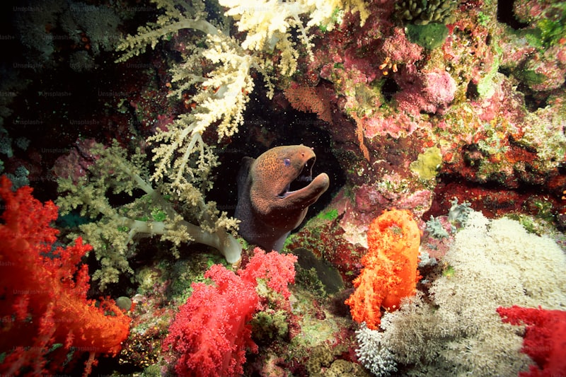 Can a CMMS improve the management of zoo and aquarium maintenance?